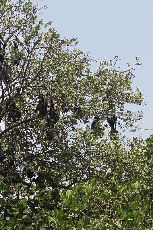 白天，一群印度狐蝠/果蝠栖息在树冠上